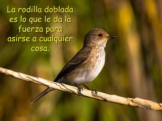 La rodilla doblada es lo que le da la fuerza para asirse a cualquier cosa. 