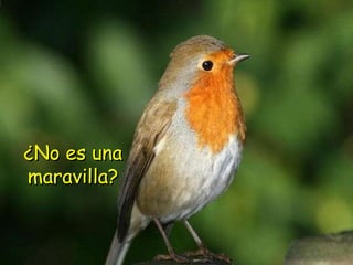 ¿No es una maravilla? 