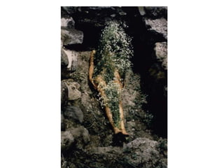 Doble cromosoma xx mona lisa-ícono