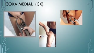 COXA MEDIAL (CX)
 
