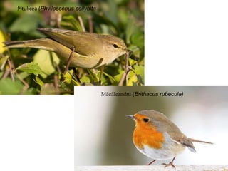 Pitulicea (Phylloscopus collybita
Măcăleandru (Erithacus rubecula)
 