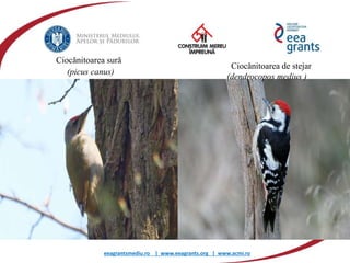 eeagrantsmediu.ro | www.eeagrants.org | www.acmi.ro
Ciocănitoarea sură
(picus canus)
Ciocănitoarea de stejar
(dendrocopos medius )
 