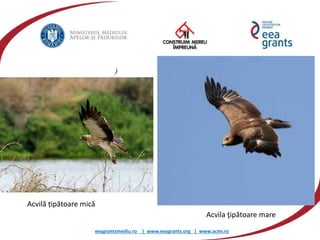 eeagrantsmediu.ro | www.eeagrants.org | www.acmi.ro
)
Acvilă țipătoare mică
Acvila ţipătoare mare
 