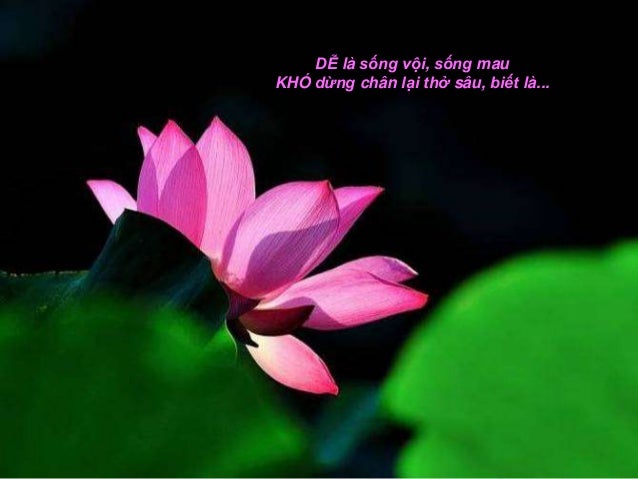 DỄ là sống vội, sống mauKHÓ dừng chân lại thở sâu, biết là...