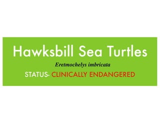 Hawksbill Sea Turtles
        Eretmochelys imbricata
 STATUS- CLINICALLY ENDANGERED
 