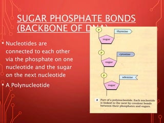 SUGAR PHOSPHATE BONDS
(BACKBONE OF DNA)
• Nucleotides are
connected to each other
via the phosphate on one
nucleotide and the sugar
on the next nucleotide
• A Polynucleotide
Monday, August 28, 2017
 