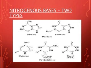 NITROGENOUS BASES – TWO
TYPES
Pyramidines
Thymine - T
Cytosine - C
Uracil - U
Purines
Adenine - A
Guanine - G
Monday, August 28, 2017
 