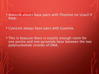 THE RULE:• Adenine always base pairs with Thymine (or Uracil if
RNA)
• Cytosine always base pairs with Guanine.
• This is beacuse there is exactly enough room for
one purine and one pyramide base between the two
polynucleotide strands of DNA.
 