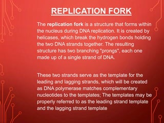 REPLICATION FORK
The replication fork is a structure that forms within
the nucleus during DNA replication. It is created by
helicases, which break the hydrogen bonds holding
the two DNA strands together. The resulting
structure has two branching "prongs", each one
made up of a single strand of DNA.
These two strands serve as the template for the
leading and lagging strands, which will be created
as DNA polymerase matches complementary
nucleotides to the templates; The templates may be
properly referred to as the leading strand template
and the lagging strand template
 