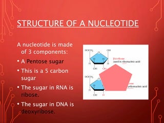 STRUCTURE OF A NUCLEOTIDE
A nucleotide is made
of 3 components:
• A Pentose sugar
• This is a 5 carbon
sugar
• The sugar in RNA is
ribose.
• The sugar in DNA is
deoxyribose.
 