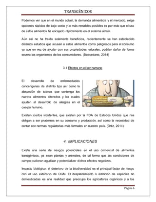 TRANSGÉNICOS
Página 6
Podemos ver que en el mundo actual, la demanda alimenticia y el mercado, exige
opciones rápidas de bajo costo y lo más rentables posibles es por esto que el uso
de estos alimentos ha encajado rápidamente en el sistema actual.
Aún así no ha traído solamente beneficios, recientemente se han establecido
distintos estudios que acusan a estos alimentos como peligrosos para el consumo
ya que en vez de ayudar con sus propiedades naturales, podrían dañar de forma
severa los organismos de los consumidores. (Baquedano, 2014)
3.1 Efectos en el ser humano
El desarrollo de enfermedades
cancerígenas de distinto tipo así como la
absorción de toxinas que contenga los
nuevos alimentos alterados y las cuales
ayuden al desarrollo de alergias en el
cuerpo humano.
Existen ciertos incidentes, que existen por la FDA de Estados Unidos que nos
obligan a ser prudentes en su consumo y producción, así como la necesidad de
contar con normas regulatorias más formales en nuestro país. (Ortiz, 2014)
4. IMPLICACIONES
Existe una serie de riesgos potenciales en el uso comercial de alimentos
transgénicos, ya sean plantas y animales, de tal forma que las condiciones de
campo pudieran agudizar y potencializar dichos efectos negativos.
Impacto biológico: el deterioro de la biodiversidad es el principal factor de riesgo
con el uso extensivo de OGM. El desplazamiento o extinción de especies no
domesticadas es una realidad que preocupa los agricultores orgánicos y a los
 
