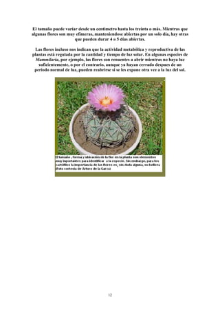 El tamaño puede variar desde un centimetro hasta los treinta o más. Mientras que
algunas flores son muy efímeras, manteniendose abiertas por un solo día, hay otras
que pueden durar 4 o 5 días abiertas.
Las flores incluso nos indican que la actividad metabólica y reproductiva de las
plantas está regulada por la cantidad y tiempo de luz solar. En algunas especies de
Mammilaria, por ejemplo, las flores son renuentes a abrir mientras no haya luz
suficientemente, o por el contrario, aunque ya hayan cerrado despues de un
periodo normal de luz, pueden reabrirse si se les expone otra vez a la luz del sol.
12
 