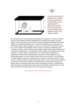 El la imagen anterior lo que estamos exponiendo es lo siguiente. Se coloca a la planta
dentro de un recipiente cerrado completamente, por ejemplo una pecera, un frasco
grande o incluso una bolsa. Junto con ella se pone una pequeña cantidad de insecticida
líquido en un recipiente pequeño( vaso , tapa, etc) de manera que no se derrame. El
contenedor, frasco o bolsa completo se saca a la luz del sol en los momentos de mayor
luz y calor, alrededor del mediodia u horas cercanas. Conforme la temperatura del
recipiente aumente, y por la intensa luz que recibe la planta, esta cerrará completamente
sus estomas, obedeciendo a su metabolismo CAM, cesando el intercambio gaseoso por
completo. Al mismo tiempo, el insecticida se irá volatilizando al aumentar la
temperatura, hasta inundar completamente el recipiente. Como la planta no tiene
intercambio gaseoso, no corre riesgo de intoxicarse, pero los insectos y otros parásitos
no pueden dejar de respirar los vapores tóxicos, lo que les ocasiona la muerte. Cuando
sacamos la planta, despues de aproximadamente unos 25 a 30 minutos, basta con dejarla
un rato que le de el aire fresco para que se dispersen los residuos de insecticida que
pudiera retener. Está técnica tiene muy buenos resultados en especies y ejemplares de
pequeño tamano( es bastante eficaz para tratar las cochinillas en Mammillaria), y hasta
ahora no hemos observado algún caso de intoxicación en las plantas.
14
 