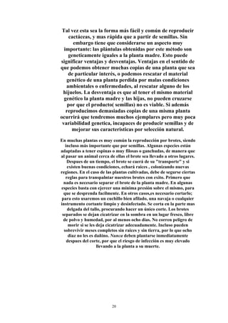 Tal vez esta sea la forma más fácil y común de reproducir
cactáceas, y mas rápida que a partir de semillas. Sin
embargo tiene que considerarse un aspecto muy
importante: las plántulas obtenidas por este método son
geneticamente iguales a la planta madre. Esto puede
significar ventajas y desventajas. Ventajas en el sentido de
que podemos obtener muchas copias de una planta que sea
de particular interés, o podemos rescatar el material
genético de una planta perdida por malas condiciones
ambientales o enfermedades, al rescatar alguno de los
hijuelos. La desventaja es que al tener el mismo material
genético la planta madre y las hijas, no pueden cruzarse
por que el producto( semillas) no es viable. Si además
reproducimos demasiadas copias de una misma planta
ocurrirá que tendremos muchos ejemplares pero muy poca
variabilidad genetica, incapaces de producir semillas y de
mejorar sus caracteristicas por selección natural.
En muchas plantas es muy común la reproducción por brotes, siendo
incluso más importante que por semillas. Algunas especies están
adaptadas a tener espinas o muy filosas o ganchudas, de manera que
al pasar un animal cerca de ellas el brote sea llevado a otros lugares.
Despues de un tiempo, el brote se caerá de su "transporte" y si
existen buenas condiciones, echará raices , colonizando nuevas
regiones. En el caso de las plantas cultivadas, debe de segurse ciertas
reglas para transpalntar nuestros brotes con exito. Primero que
nada es necesario separar el brote de la planta madre. En algunas
especies basta con ejercer una mínima presión sobre el mismo, para
que se desprenda facilmente. En otros casos,es necesario cortarlo;
para esto usaremos un cuchillo bien afilado, una navaja o cualquier
instrumento cortante limpio y desinfectado. Se corta en la parte mas
delgada del tallo, procurando hacer un único corte. Los brotes
separados se dejan cicatrizar en la sombra en un lugar fresco, libre
de polvo y humedad, por al menos ocho dias. No corren peligro de
morir si se les deja cicatrizar adecuadamente. Incluso pueden
sobrevivir meses completos sin raices y sin tierra, por lo que ocho
diaz no les es dañino. Nunca deben plantarse inmediatamente
despues del corte, por que el riesgo de infección es muy elevado
llevando a la planta a su muerte.
20
 