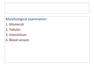 Morphological examination:
1. Glomeruli
2. Tubules
3. Interstitium
4. Blood vessels
Renal Biopsy Morphological Examination
 