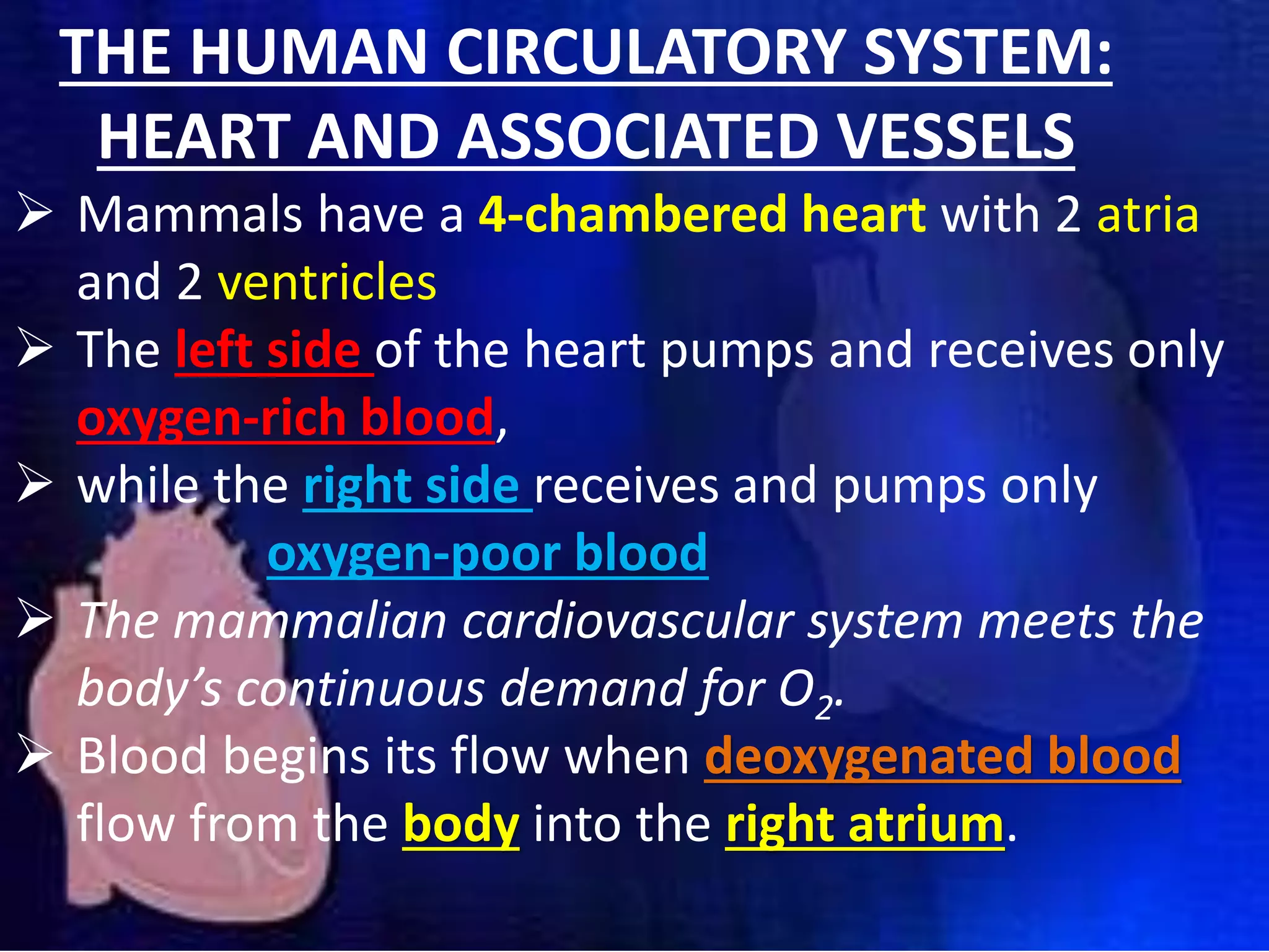 THE HUMAN CIRCULATORY SYSTEM:
HEART AND ASSOCIATED VESSELS
 Mammals have a 4-chambered heart with 2 atria
and 2 ventricles
 The left side of the heart pumps and receives only
oxygen-rich blood,
 while the right side receives and pumps only
oxygen-poor blood
 The mammalian cardiovascular system meets the
body’s continuous demand for O2.
 Blood begins its flow when deoxygenated blood
flow from the body into the right atrium.
 