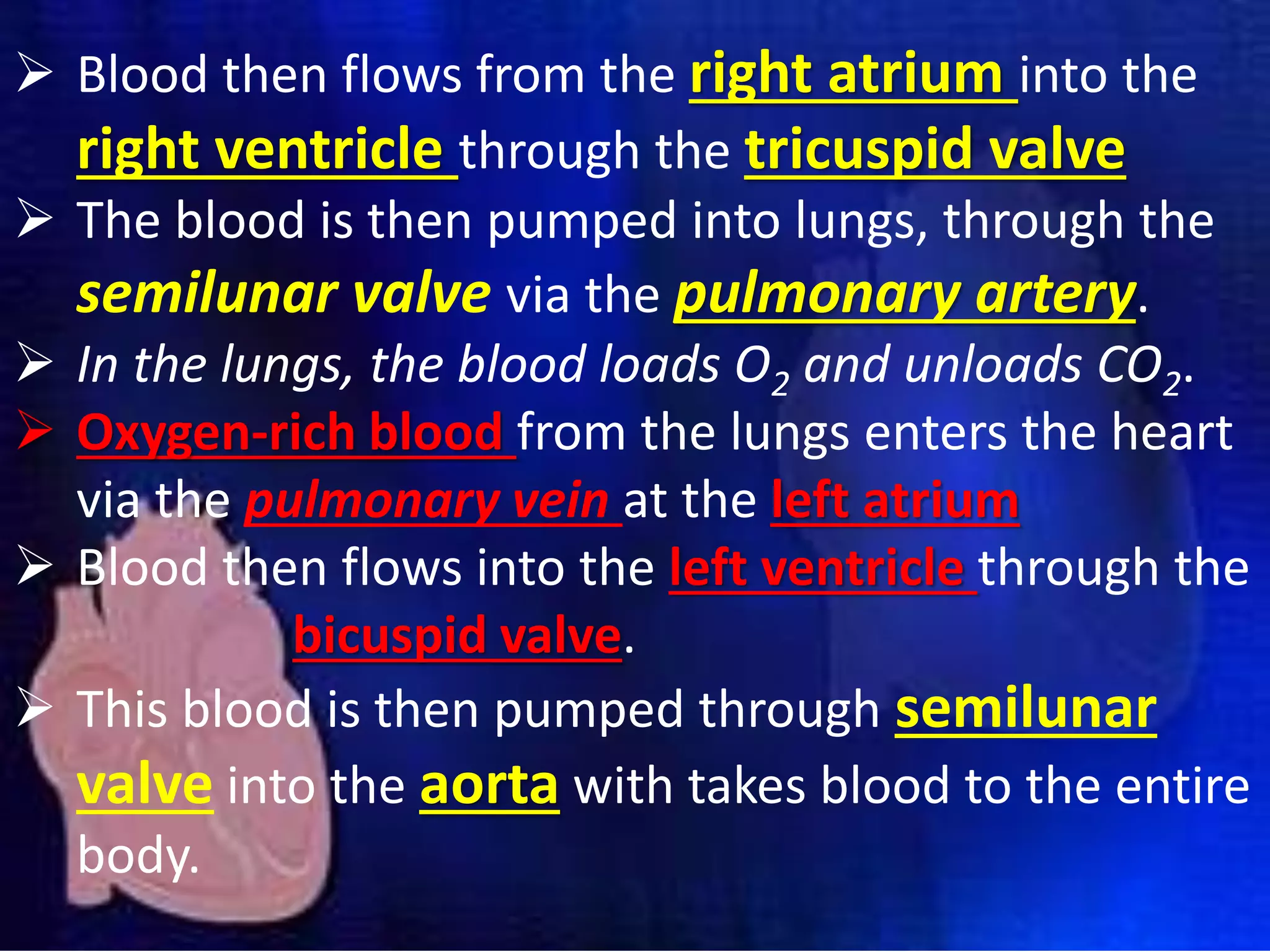  Blood then flows from the right atrium into the
right ventricle through the tricuspid valve
 The blood is then pumped into lungs, through the
semilunar valve via the pulmonary artery.
 In the lungs, the blood loads O2 and unloads CO2.
 Oxygen-rich blood from the lungs enters the heart
via the pulmonary vein at the left atrium
 Blood then flows into the left ventricle through the
bicuspid valve.
 This blood is then pumped through semilunar
valve into the aorta with takes blood to the entire
body.
 