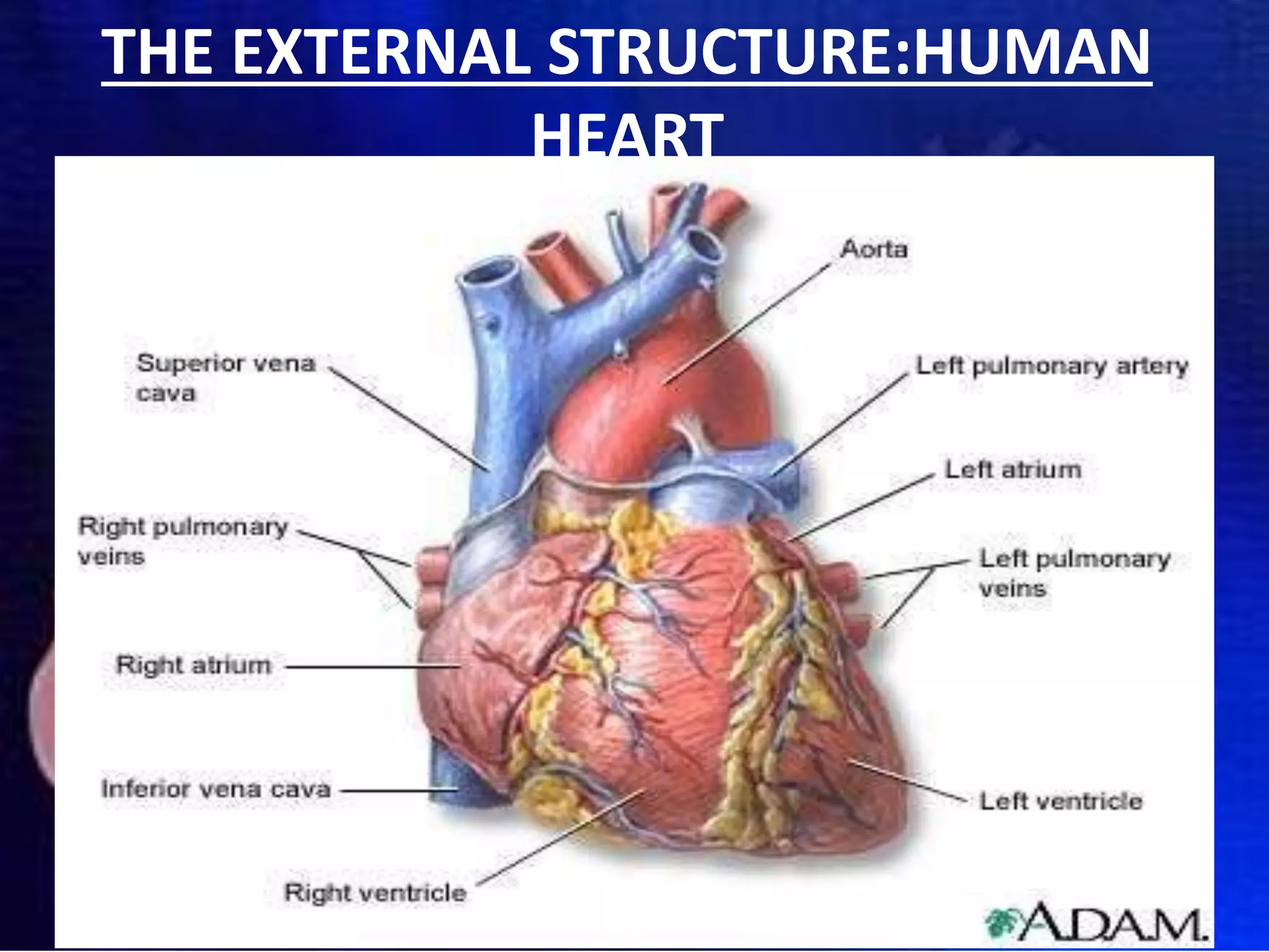 THE EXTERNAL STRUCTURE:HUMAN
HEART
 