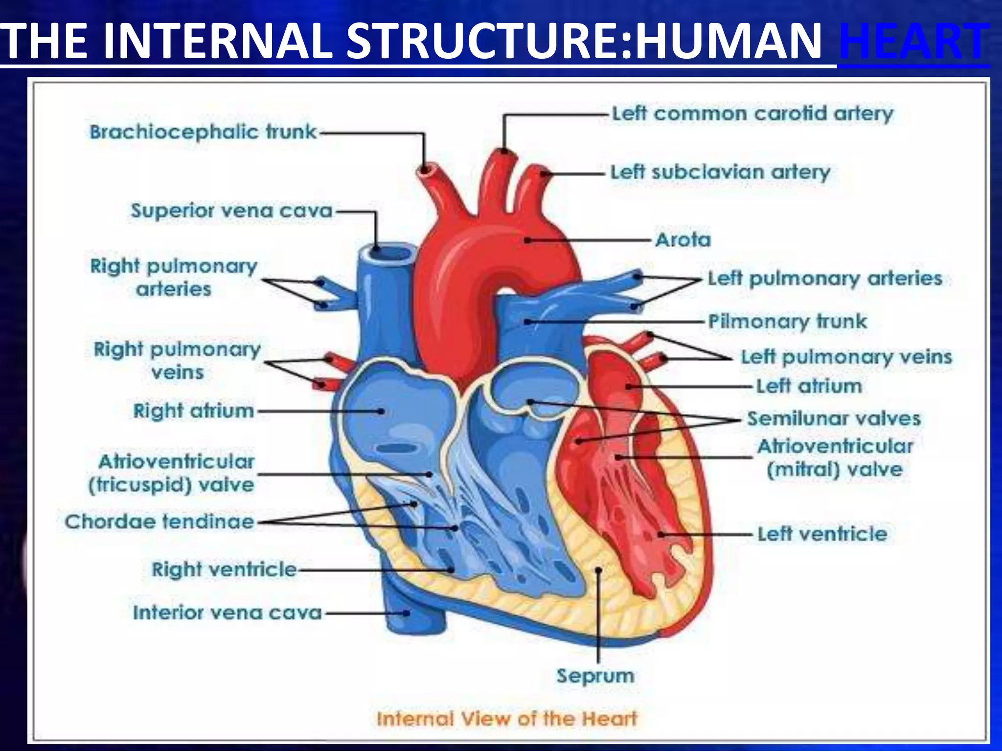 THE INTERNAL STRUCTURE:HUMAN HEART
 