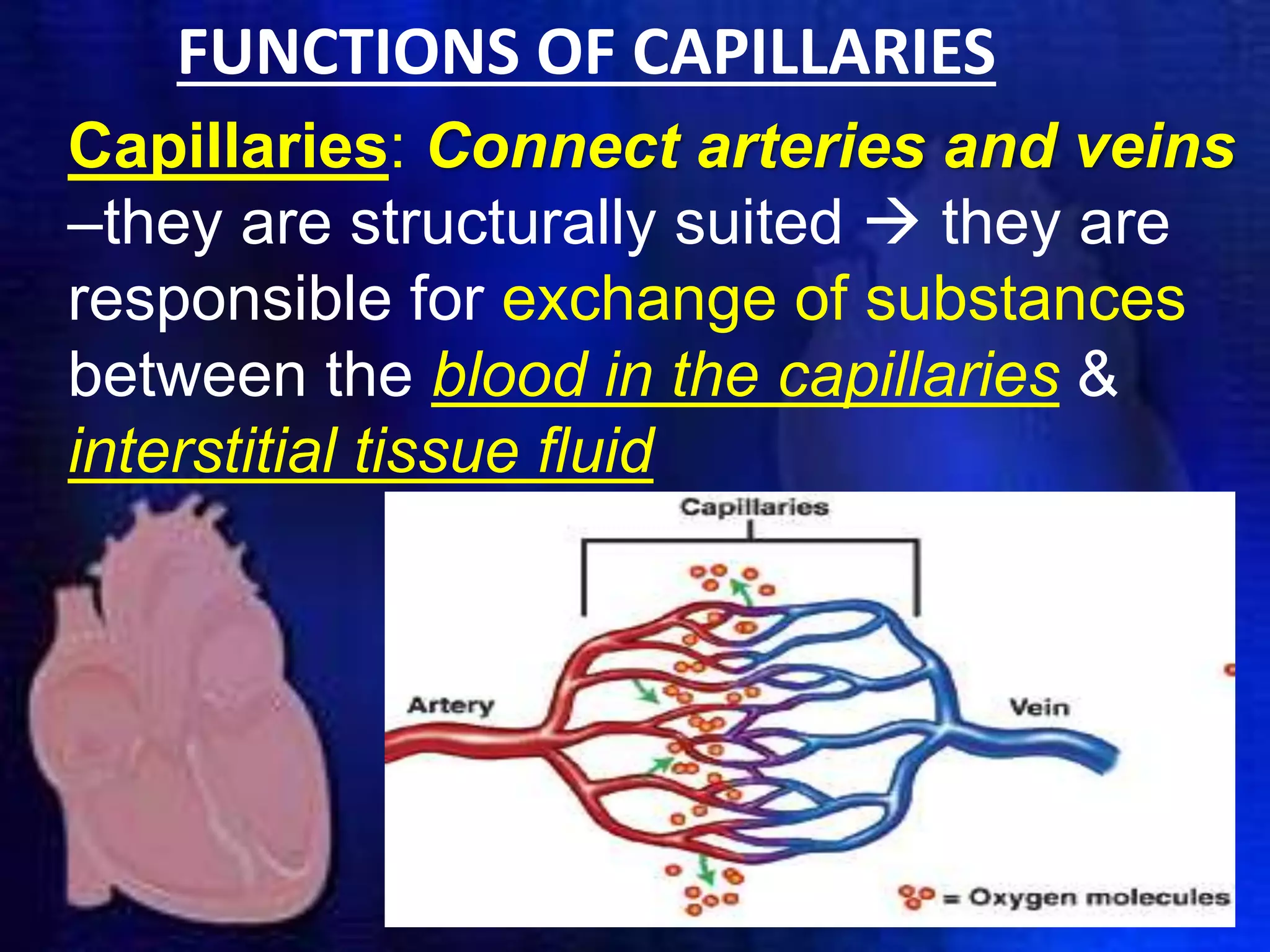 FUNCTIONS OF CAPILLARIES
Capillaries: Connect arteries and veins
–they are structurally suited  they are
responsible for exchange of substances
between the blood in the capillaries &
interstitial tissue fluid
 