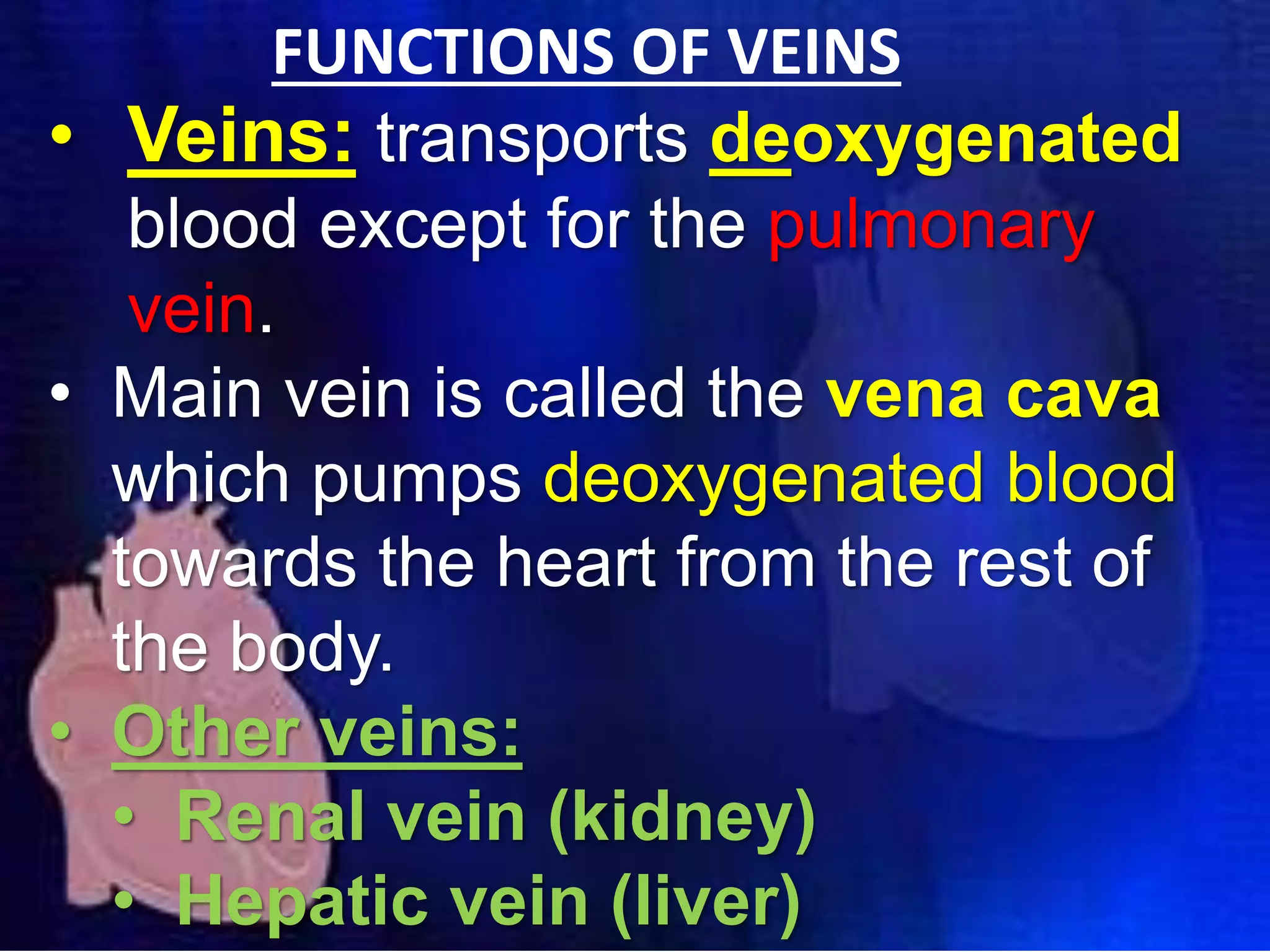 FUNCTIONS OF VEINS
• Veins: transports deoxygenated
blood except for the pulmonary
vein.
• Main vein is called the vena cava
which pumps deoxygenated blood
towards the heart from the rest of
the body.
• Other veins:
• Renal vein (kidney)
• Hepatic vein (liver)
 