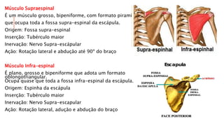 Músculo Supraespinal
É um músculo grosso, bipeniforme, com formato piramidal
que ocupa toda a fossa supra-espinal da escápula.
Origem: Fossa supra-espinal
Inserção: Tubérculo maior
Inervação: Nervo Supra-escápular
Ação: Rotação lateral e abdução até 90º do braço
Músculo Infra-espinal
É plano, grosso e bipeniforme que adota um formato
oblongotriangular.
Ocupa quase que toda a fossa infra-espinal da escápula.
Origem: Espinha da escápula
Inserção: Tubérculo maior
Inervação: Nervo Supra-escapular
Ação: Rotação lateral, adução e abdução do braço
 