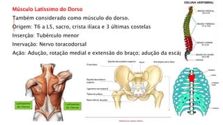 Músculo Latíssimo do Dorso
Também considerado como músculo do dorso.
Origem: T6 a L5, sacro, crista ilíaca e 3 últimas costelas
Inserção: Tubérculo menor
Inervação: Nervo toracodorsal
Ação: Adução, rotação medial e extensão do braço; adução da escápula
 
