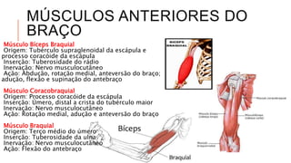 MÚSCULOS ANTERIORES DO
BRAÇO
Músculo Bíceps Braquial
Origem: Tubérculo supraglenoidal da escápula e
processo coracóide da escápula
Inserção: Tuberosidade do rádio
Inervação: Nervo musculocutâneo
Ação: Abdução, rotação medial, anteversão do braço;
adução, flexão e supinação do antebraço
Músculo Coracobraquial
Origem: Processo coracóide da escápula
Inserção: Úmero, distal a crista do tubérculo maior
Inervação: Nervo musculocutâneo
Ação: Rotação medial, adução e anteversão do braço
Músculo Braquial
Origem: Terço médio do úmero
Inserção: Tuberosidade da ulna
Inervação: Nervo musculocutâneo
Ação: Flexão do antebraço
 