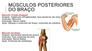 MÚSCULOS POSTERIORES
DO BRAÇO
Músculo Tríceps Braquial
Origem: Tubérculo infraglenoidal, face posterior do úmero
Inserção: Olecrano
Inervação: Nervo radial
Ação: Adução e extensão do braço; extensão do antebraço
Músculo Ancôneo
Origem: Epicôndilo lateral do úmero
Inserção: Face posterior da ulna
Inervação: Nervo Radial
Ação: Extensão do antebraço
 
