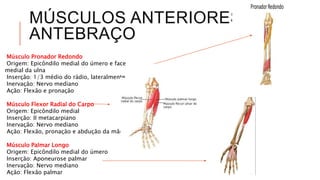 MÚSCULOS ANTERIORES DO
ANTEBRAÇO
Músculo Pronador Redondo
Origem: Epicôndilo medial do úmero e face
medial da ulna
Inserção: 1/3 médio do rádio, lateralmente
Inervação: Nervo mediano
Ação: Flexão e pronação
Músculo Flexor Radial do Carpo
Origem: Epicôndilo medial
Inserção: II metacarpiano
Inervação: Nervo mediano
Ação: Flexão, pronação e abdução da mão
Músculo Palmar Longo
Origem: Epicôndilo medial do úmero
Inserção: Aponeurose palmar
Inervação: Nervo mediano
Ação: Flexão palmar
 
