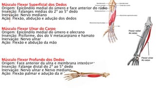 Músculo Flexor Superficial dos Dedos
Origem: Epicôndilo medial do úmero e face anterior do rádio
Inserção: Falanges médias do 2º ao 5º dedo
Inervação: Nervo mediano
Ação: Flexão, abdução e adução dos dedos
Músculo Flexor Ulnar do Carpo
Origem: Epicôndilo medial do úmero e olecrano
Inserção: Pisiforme, dos do V metacarpiano e hamato
Inervação: Nervo ulnar
Ação: Flexão e abdução da mão
Músculo Flexor Profundo dos Dedos
Origem: Face anterior da ulna e membrana interóssea
Inserção: Falange distal do 2º ao 5º dedo
Inervação: Nervo ulnar e Nervo mediano
Ação: Flexão palmar e adução da mão
 