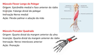 Músculo Flexor Longo do Polegar
Origem: Epicôndilo medial e face anterior do rádio
Inserção: Falange distal do polegar
Inervação Nervo medial
Ação: Flexão palmar e adução da mão
Músculo Pronador Quadrado
Origem: Quarto distal da margem anterior da ulna
Inserção: Quarto distal da margem anterior do rádio
Inervação: Nervo interósseo anterior
Ação: Pronação
 