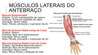 MÚSCULOS LATERAIS DO
ANTEBRAÇO
Músculo Braquiorradial
Origem: Crista supracondilar do úmero
Inserção: Processo estilóide do rádio
Inervação: Nervo radial
Ação: Flexão, pronação e supinação da mão
Músculo Extensor Radial Longo do Carpo
Origem: Úmero
Inserção: Base do II metacarpiano
Inervação: Nervo radial
Ação: Flexão, pronação e supinação da mão
Músculo Extensor Radial Curto do Carpo
Origem: Epicôndilo lateral do úmero
Inserção: Base do III metacarpiano
Inervação: Nervo radial
Ação: Dorso flexão e abdução da mão
 