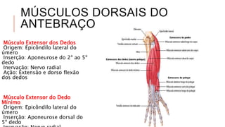 MÚSCULOS DORSAIS DO
ANTEBRAÇO
Músculo Extensor dos Dedos
Origem: Epicôndilo lateral do
úmero
Inserção: Aponeurose do 2º ao 5º
dedo
Inervação: Nervo radial
Ação: Extensão e dorso flexão
dos dedos
Músculo Extensor do Dedo
Mínimo
Origem: Epicôndilo lateral do
úmero
Inserção: Aponeurose dorsal do
5º dedo
 