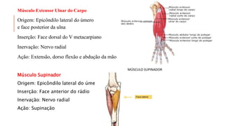 Músculo Extensor Ulnar do Carpo
Origem: Epicôndilo lateral do úmero
e face posterior da ulna
Inserção: Face dorsal do V metacarpiano
Inervação: Nervo radial
Ação: Extensão, dorso flexão e abdução da mão
Músculo Supinador
Origem: Epicôndilo lateral do úmero
Inserção: Face anterior do rádio
Inervação: Nervo radial
Ação: Supinação
 