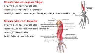 Músculo Extensor Longo do Polegar
Origem: Face posterior da ulna
Inserção: Falange distal do polegar
Inervação: Nervo radial. Ação: Abdução, adução e extensão do polegar
Músculo Extensor do Indicador
Origem: Face posterior da ulna
Inserção: Aponeurose dorsal do indicador
Inervação: Nervo radial
Ação: Extensão do indicador
 
