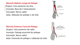 Músculo Abdutor Longo do Polegar
Origem: Face posterior da ulna
Inserção: Base do I metacarpiano
Inervação: Nervo radial
Ação: Abdução do polegar e da mão
Músculo Extensor Curto do Polegar
Origem: Face posterior do rádio
Inserção: Falange proximal do polegar
Inervação: Nervo radial
Ação: Extensão do polegar e abdução da mão
 