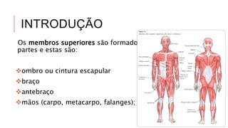 INTRODUÇÃO
Os membros superiores são formados por
partes e estas são:
ombro ou cintura escapular
braço
antebraço
mãos (carpo, metacarpo, falanges);
 
