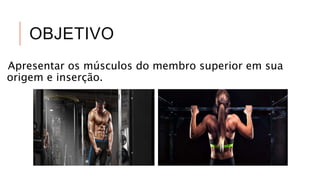 OBJETIVO
Apresentar os músculos do membro superior em sua
origem e inserção.
 