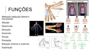 FUNÇÕES
Abdução (abdução lateral e
horizontal)
Adução
Depressão
Elevação
Extensão
Flexão
Pronação
Rotação (interna e externa)
Supinação
 