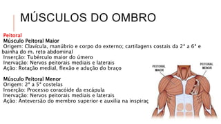 MÚSCULOS DO OMBRO
Peitoral
Músculo Peitoral Maior
Origem: Clavícula, manúbrio e corpo do externo; cartilagens costais da 2ª a 6ª e
bainha do m. reto abdominal
Inserção: Tubérculo maior do úmero
Inervação: Nervos peitorais mediais e laterais
Ação: Rotação medial, flexão e adução do braço
Músculo Peitoral Menor
Origem: 2ª a 5ª costelas
Inserção: Processo coracóide da escápula
Inervação: Nervos peitorais mediais e laterais
Ação: Anteversão do membro superior e auxilia na inspiração forçada
 
