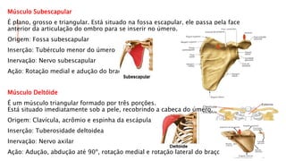 Músculo Subescapular
É plano, grosso e triangular. Está situado na fossa escapular, ele passa pela face
anterior da articulação do ombro para se inserir no úmero.
Origem: Fossa subescapular
Inserção: Tubérculo menor do úmero
Inervação: Nervo subescapular
Ação: Rotação medial e adução do braço
Músculo Deltóide
É um músculo triangular formado por três porções.
Está situado imediatamente sob a pele, recobrindo a cabeça do úmero.
Origem: Clavícula, acrômio e espinha da escápula
Inserção: Tuberosidade deltoidea
Inervação: Nervo axilar
Ação: Adução, abdução até 90º, rotação medial e rotação lateral do braço
 