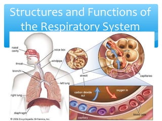 Structures and Functions of
the Respiratory System
 
