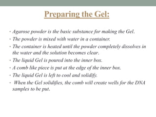 Preparing the Gel:
• Agarose powder is the basic substance for making the Gel.
• The powder is mixed with water in a container.
• The container is heated until the powder completely dissolves in
the water and the solution becomes clear.
• The liquid Gel is poured into the inner box.
• A comb like piece is put at the edge of the inner box.
• The liquid Gel is left to cool and solidify.
• When the Gel solidifies, the comb will create wells for the DNA
samples to be put.
 