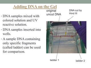 Adding DNAon the Gel
• DNA samples mixed with
colored solution and UV
reactive solution.
• DNA samples inserted into
wells.
• A sample DNA containing
only specific fragments
(called ladder) can be used
for comparison.
original
uncut DNA
DNA cut by
Hind III
ladder 1 ladder 2
 