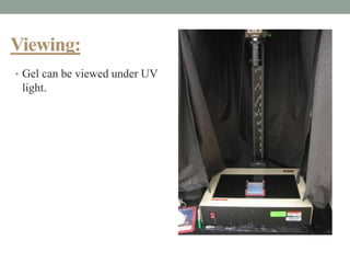 Viewing:
• Gel can be viewed under UV
light.
 