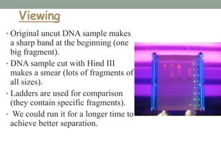 Viewing
• Original uncut DNA sample makes
a sharp band at the beginning (one
big fragment).
• DNA sample cut with Hind III
makes a smear (lots of fragments of
all sizes).
• Ladders are used for comparison
(they contain specific fragments).
• We could run it for a longer time to
achieve better separation.
 