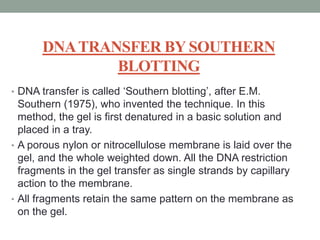 DNATRANSFER BY SOUTHERN
BLOTTING
• DNA transfer is called ‘Southern blotting’, after E.M.
Southern (1975), who invented the technique. In this
method, the gel is first denatured in a basic solution and
placed in a tray.
• A porous nylon or nitrocellulose membrane is laid over the
gel, and the whole weighted down. All the DNA restriction
fragments in the gel transfer as single strands by capillary
action to the membrane.
• All fragments retain the same pattern on the membrane as
on the gel.
 