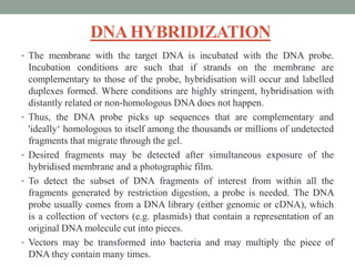 DNAHYBRIDIZATION
• The membrane with the target DNA is incubated with the DNA probe.
Incubation conditions are such that if strands on the membrane are
complementary to those of the probe, hybridisation will occur and labelled
duplexes formed. Where conditions are highly stringent, hybridisation with
distantly related or non-homologous DNA does not happen.
• Thus, the DNA probe picks up sequences that are complementary and
'ideally‘ homologous to itself among the thousands or millions of undetected
fragments that migrate through the gel.
• Desired fragments may be detected after simultaneous exposure of the
hybridised membrane and a photographic film.
• To detect the subset of DNA fragments of interest from within all the
fragments generated by restriction digestion, a probe is needed. The DNA
probe usually comes from a DNA library (either genomic or cDNA), which
is a collection of vectors (e.g. plasmids) that contain a representation of an
original DNA molecule cut into pieces.
• Vectors may be transformed into bacteria and may multiply the piece of
DNA they contain many times.
 
