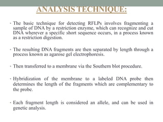 ANALYSIS TECHNIQUE:
• The basic technique for detecting RFLPs involves fragmenting a
sample of DNA by a restriction enzyme, which can recognize and cut
DNA wherever a specific short sequence occurs, in a process known
as a restriction digestion.
• The resulting DNA fragments are then separated by length through a
process known as agarose gel electrophoresis.
• Then transferred to a membrane via the Southern blot procedure.
• Hybridization of the membrane to a labeled DNA probe then
determines the length of the fragments which are complementary to
the probe.
• Each fragment length is considered an allele, and can be used in
genetic analysis.
 